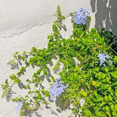 Apartment Iliolousto