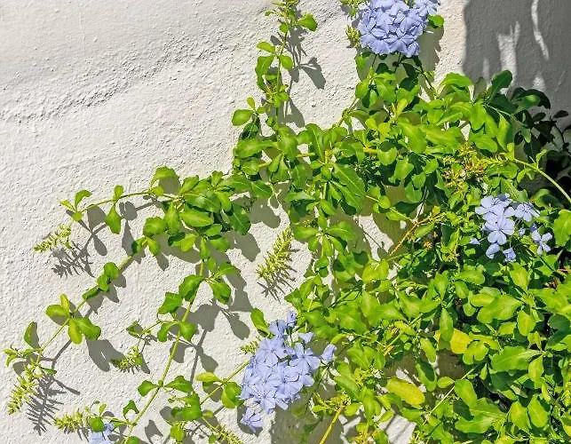 Lejlighed Iliolousto